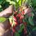 红枸杞苗是绿化占地种植的好项目！