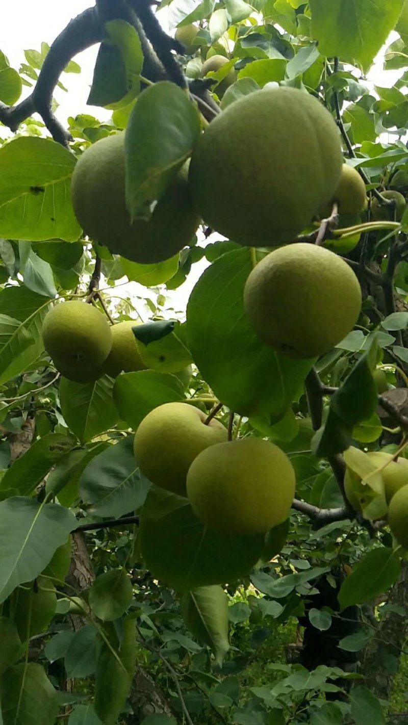 冻梨，安梨，酸梨
