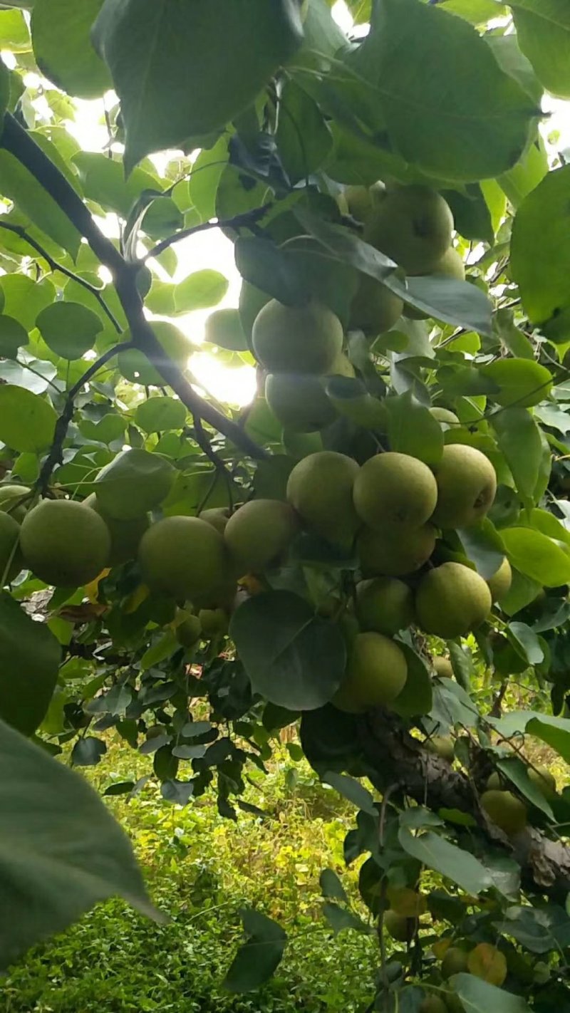 冻梨，安梨，酸梨