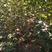 山西五角枫苗各种规格的五角枫成活率高