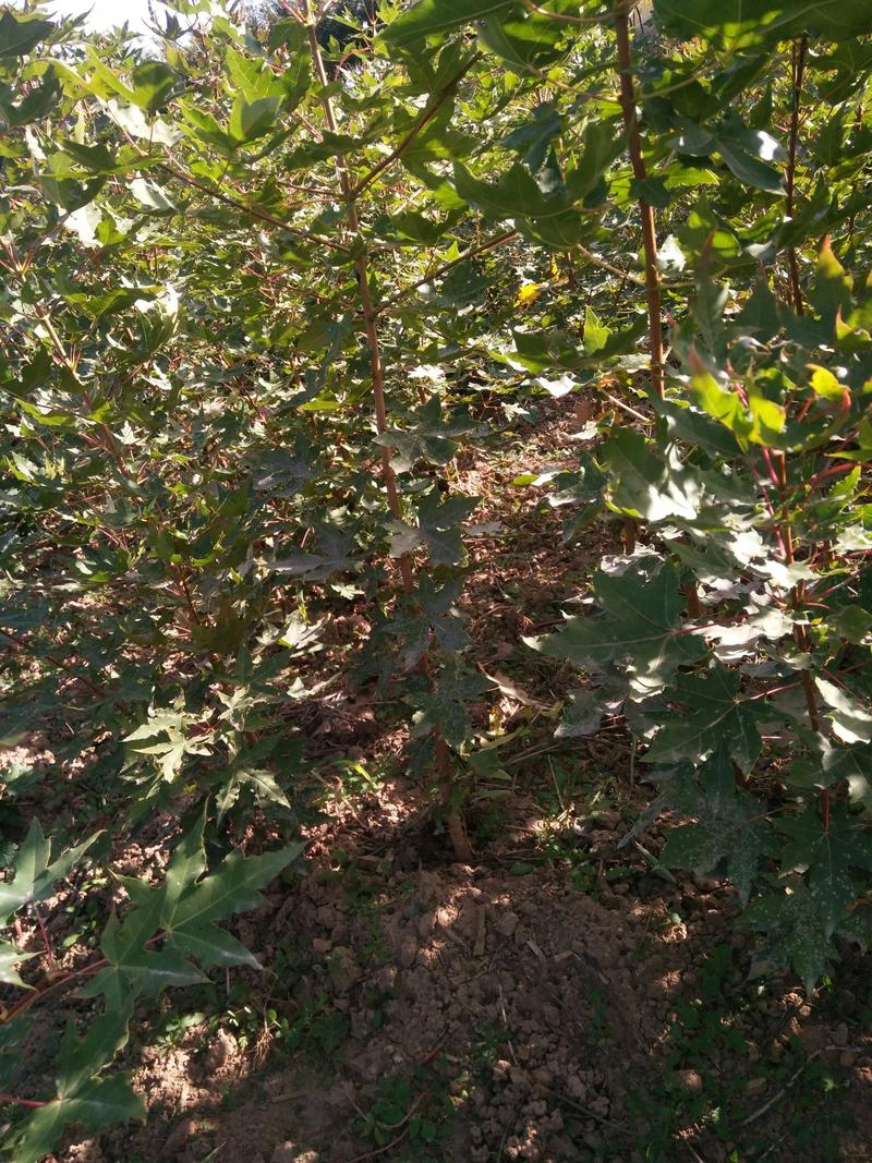 山西五角枫苗各种规格的五角枫成活率高