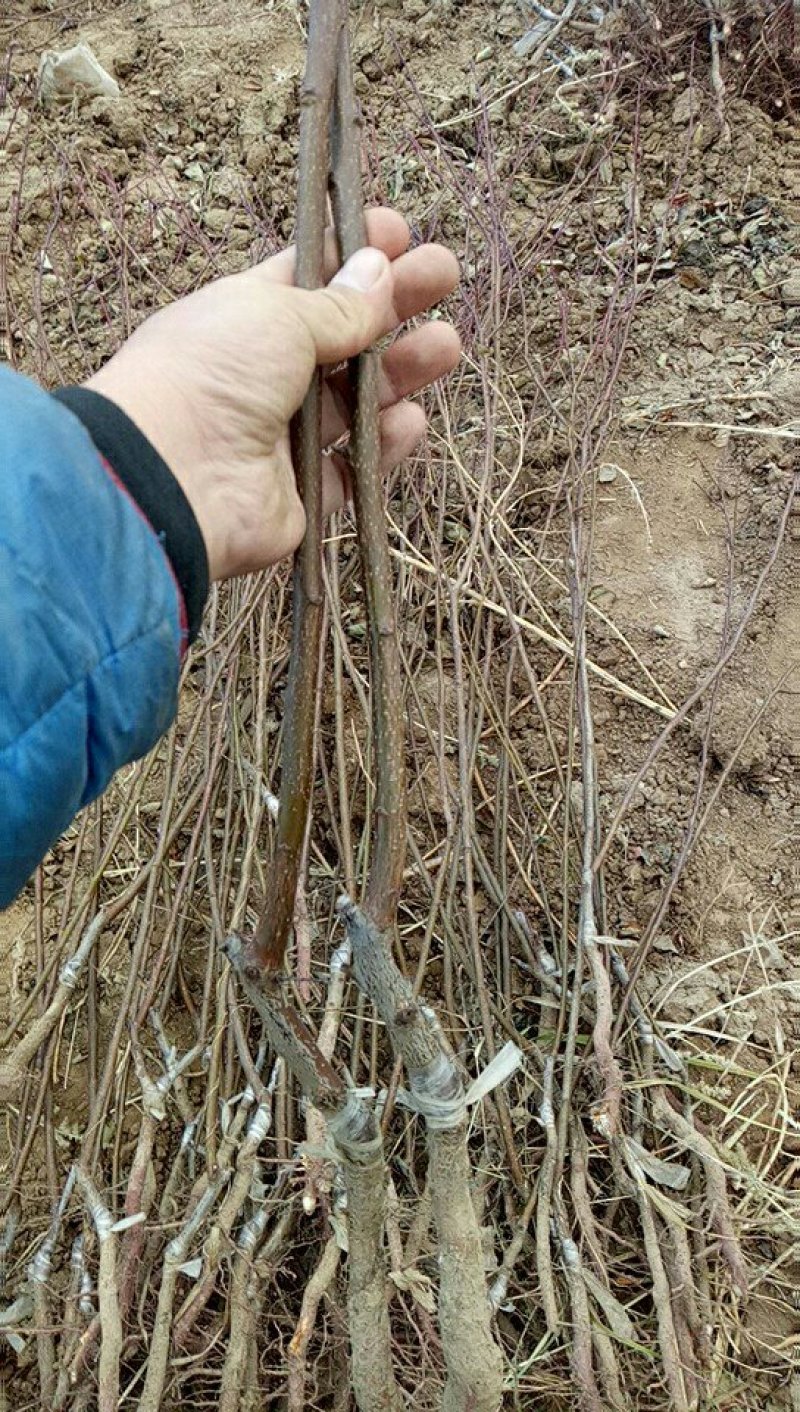 杏树