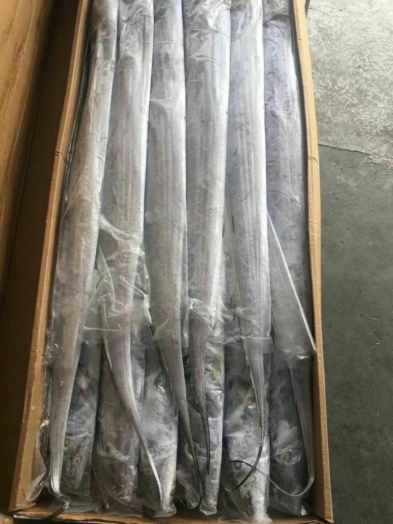 刀鱼