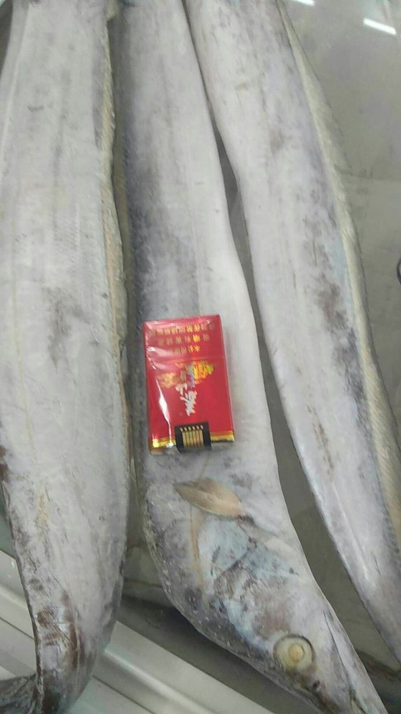 刀鱼