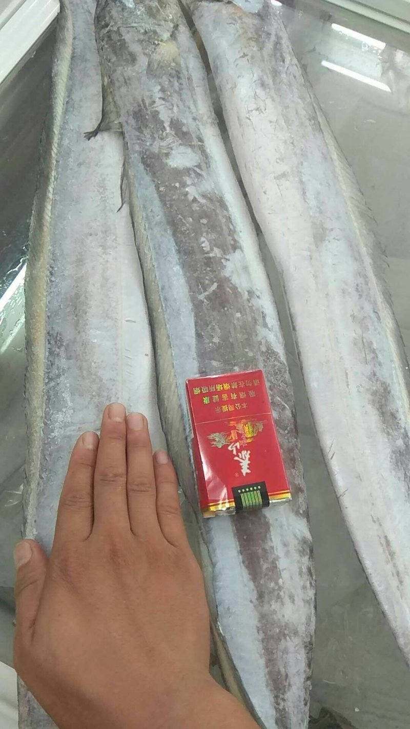 刀鱼