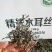 木耳丝毛木耳毛木耳丝黑木耳产地直发！全国包邮！