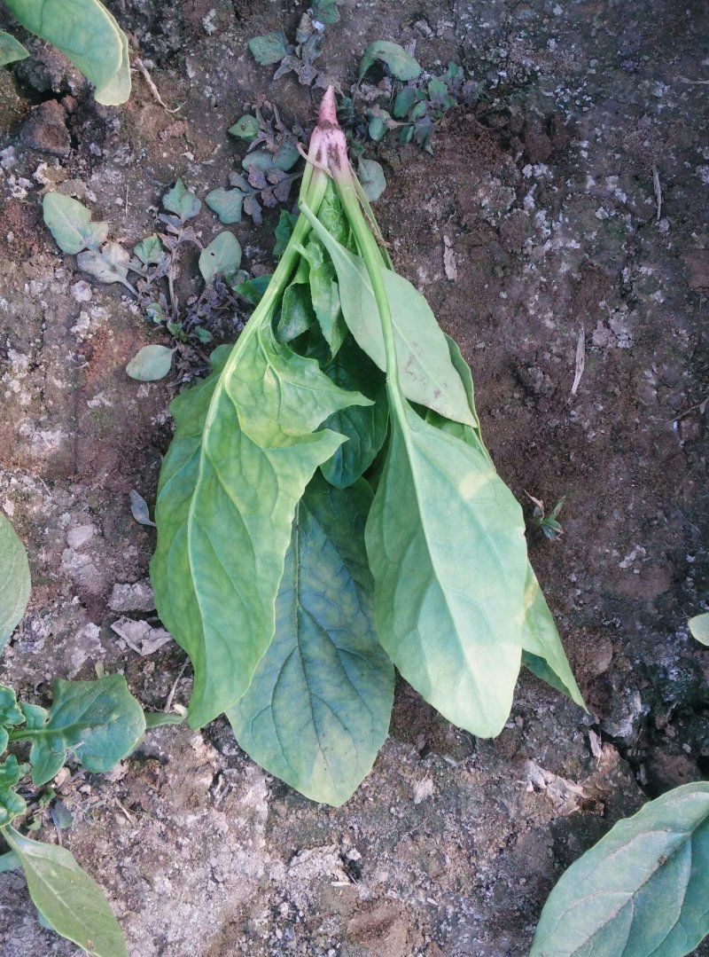 菠菜