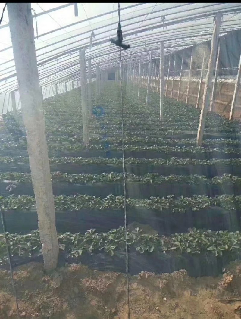 PO膜大棚膜水果大棚膜温室大棚膜流滴消雾抗老化