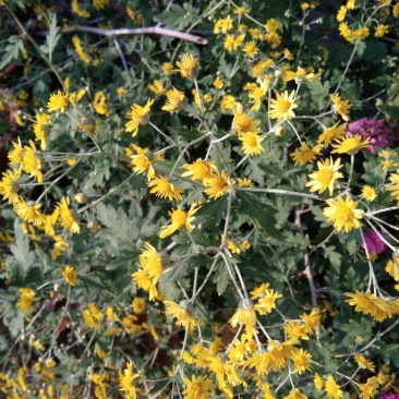 纯野生野菊花