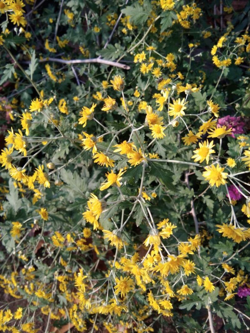 纯野生野菊花