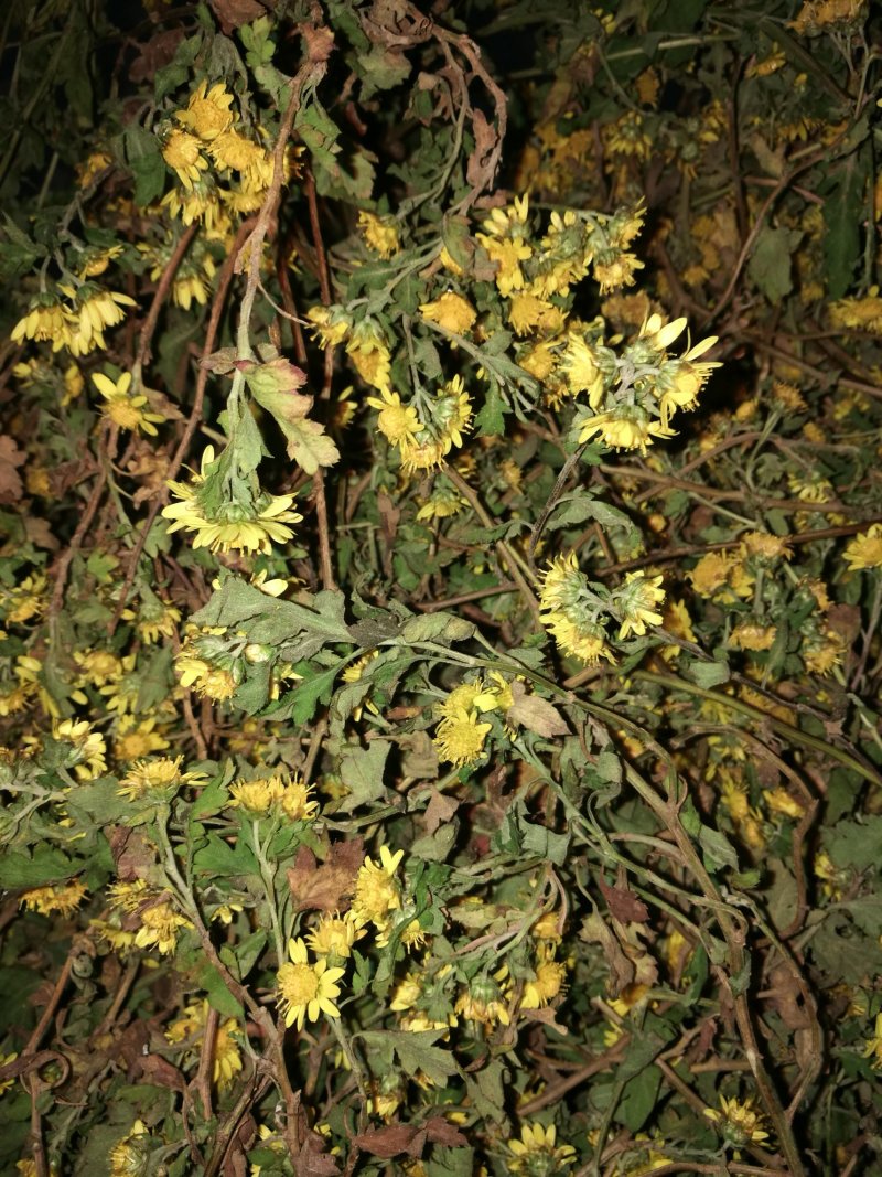 野菊花