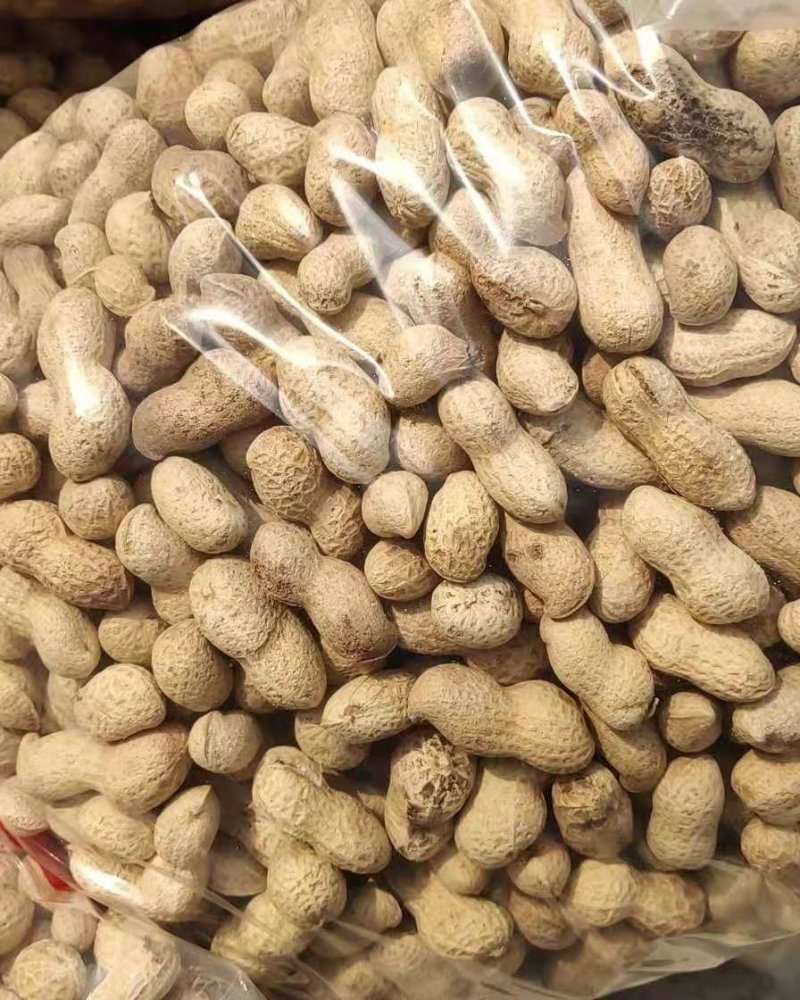 河北主产花生，海花、鲁花5号精炒干花生人工挑选