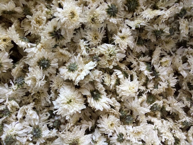 出售各种菊花茶