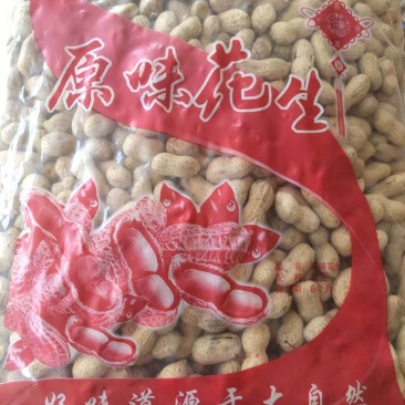 河北主产花生，海花鲁花5号精炒干花生人工挑选