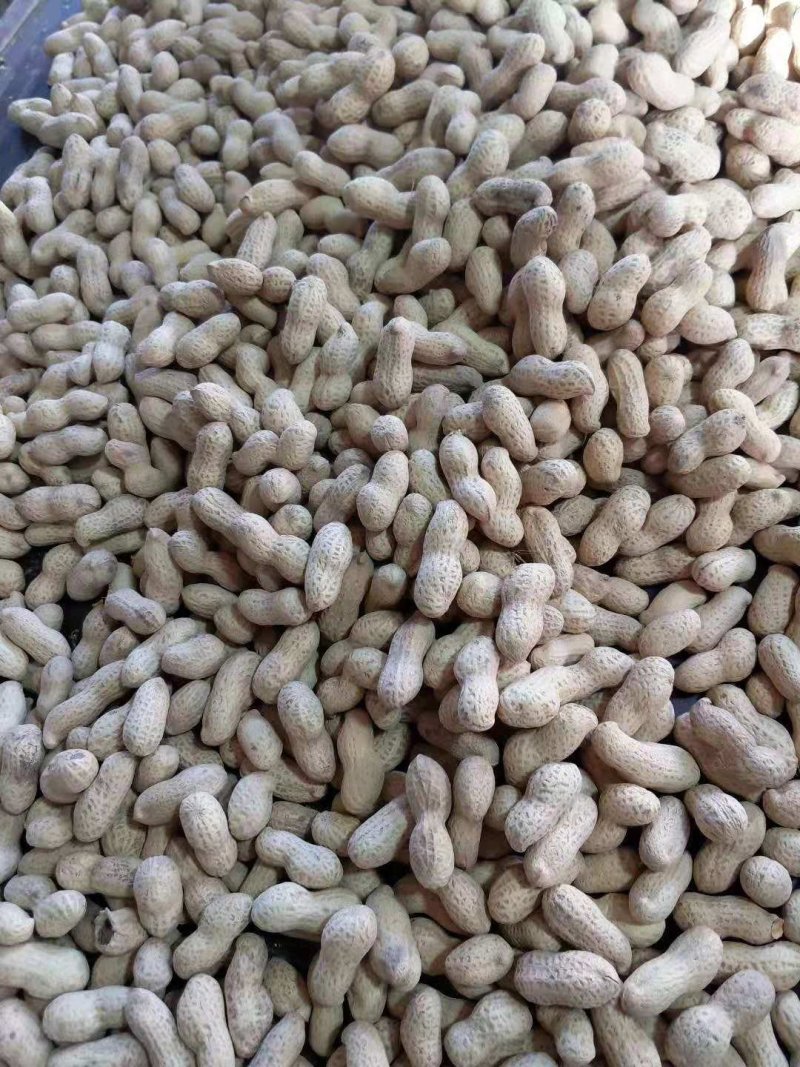 河北主产花生，海花鲁花5号精炒干花生人工挑选