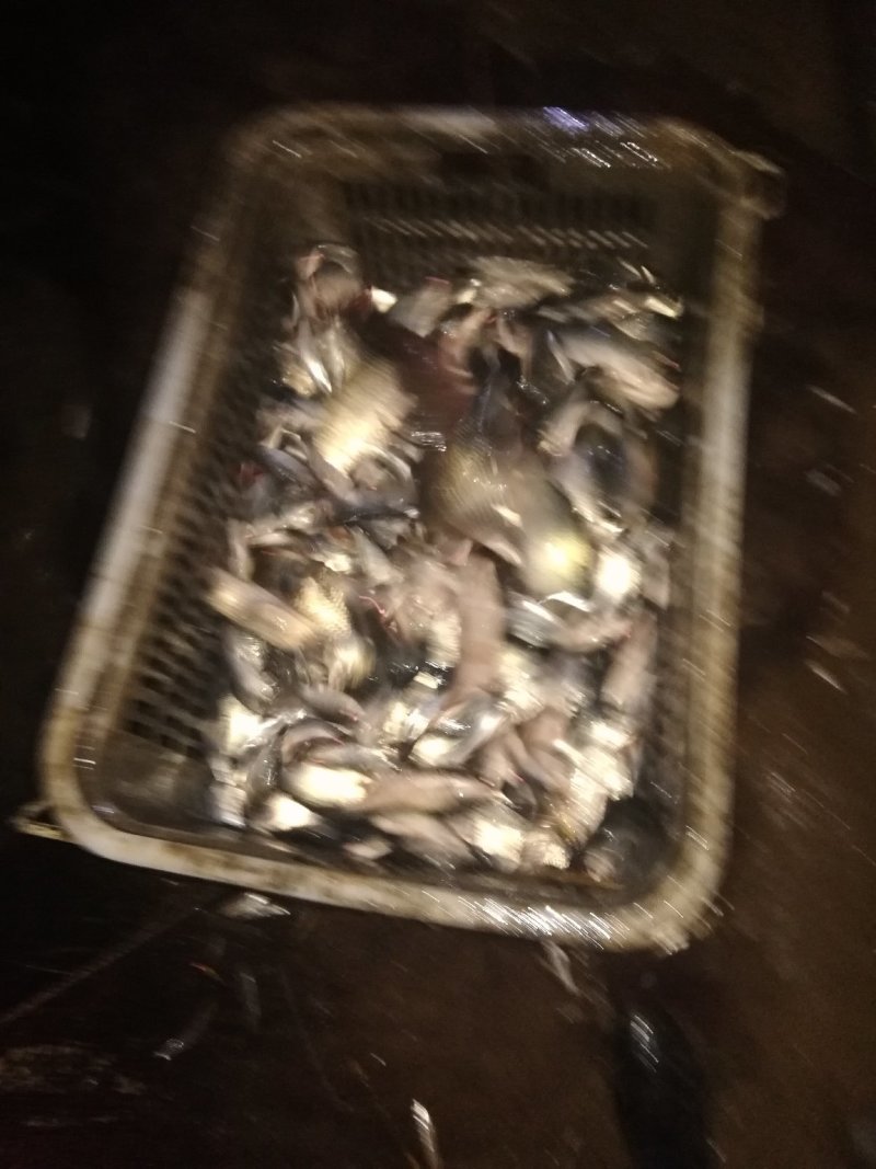 鲫鱼
