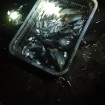 鲫鱼