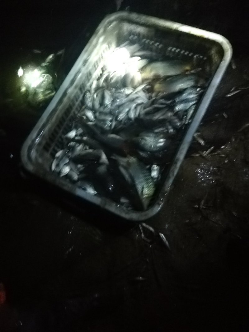 鲫鱼