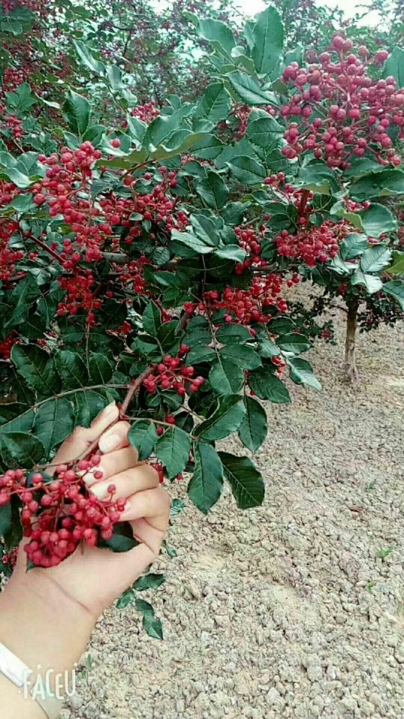 武都:大红袍花椒苗一年苗（伏椒）提供种植技术