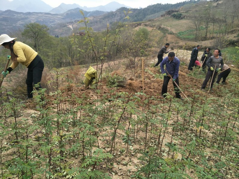 陇南:大红袍花椒苗二年苗（伏椒）提供种植技术