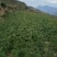 陇南:大红袍花椒苗二年苗（伏椒）提供种植技术