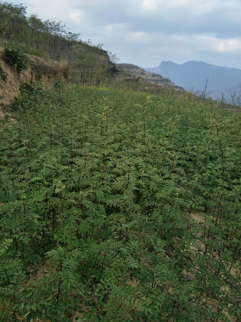 陇南:大红袍花椒苗二年苗（伏椒）提供种植技术