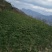 陇南:大红袍花椒苗二年苗（伏椒）提供种植技术