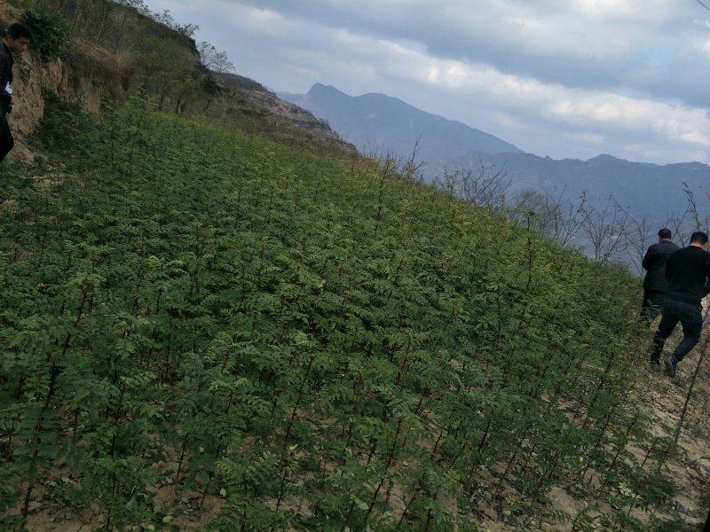 陇南:大红袍花椒苗二年苗（伏椒）提供种植技术