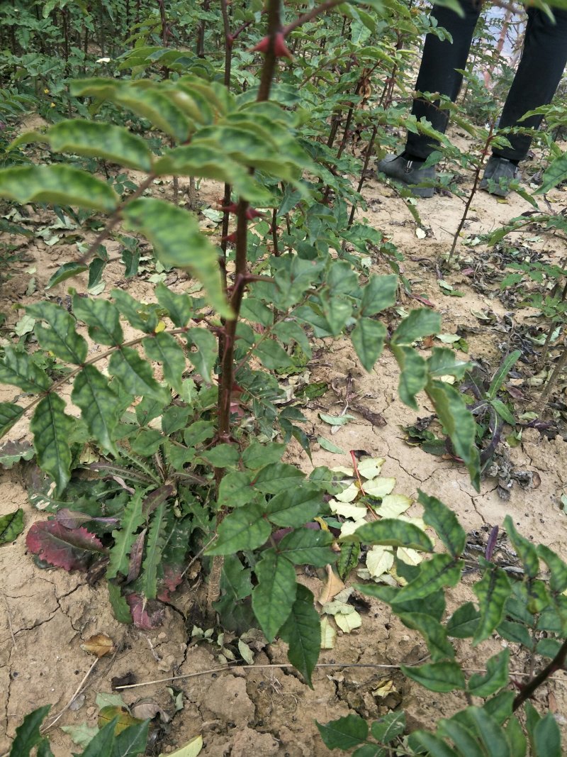陇南:大红袍花椒苗二年苗（伏椒）提供种植技术
