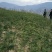 陇南:大红袍花椒苗二年苗（伏椒）提供种植技术