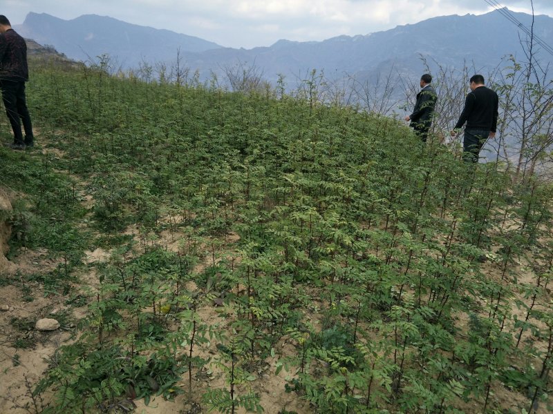 陇南:大红袍花椒苗二年苗（伏椒）提供种植技术