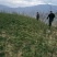陇南:大红袍花椒苗二年苗（伏椒）提供种植技术