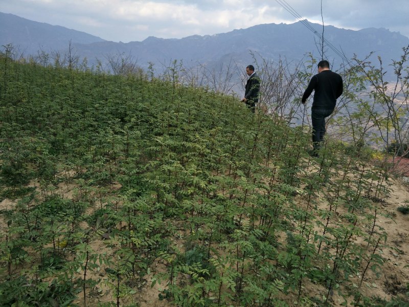 陇南:大红袍花椒苗二年苗（伏椒）提供种植技术