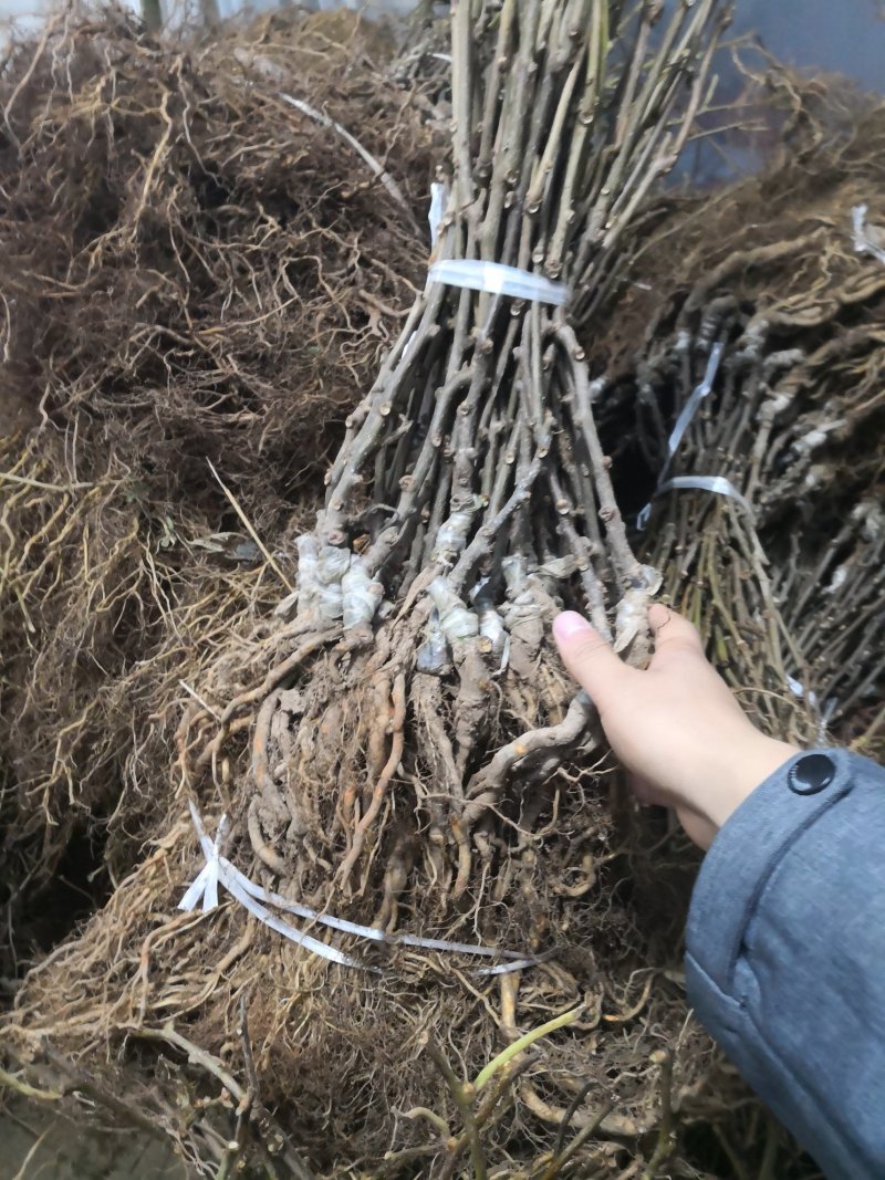 翠香猕猴桃苗嫁接苗陕西猕猴桃苗批发大量供应有需要欢迎致电
