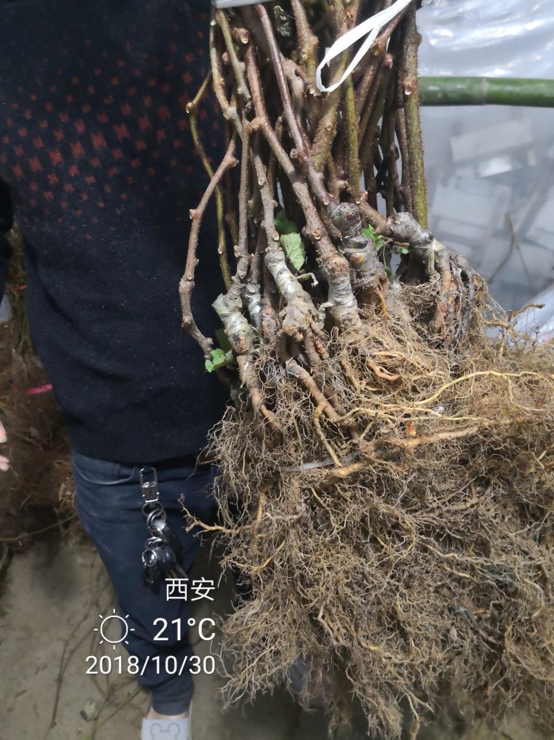 翠香猕猴桃苗嫁接苗陕西猕猴桃苗批发大量供应有需要欢迎致电