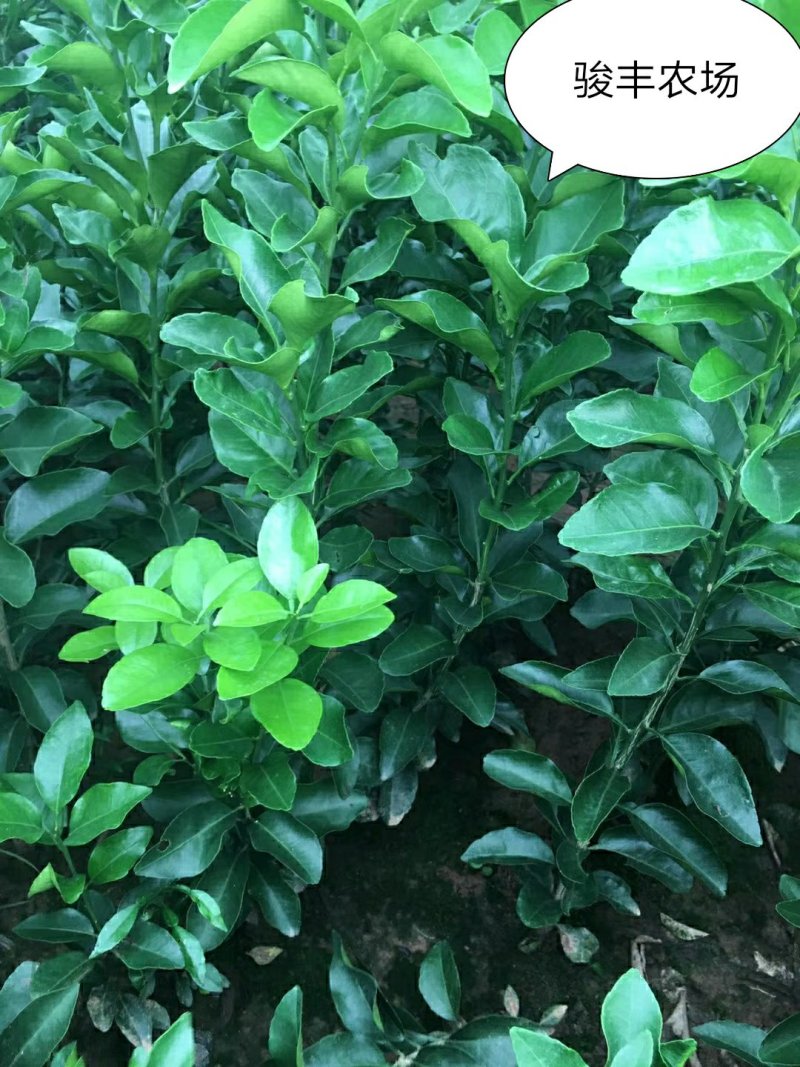 纽荷尔脐橙苗