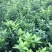 纽荷尔脐橙苗