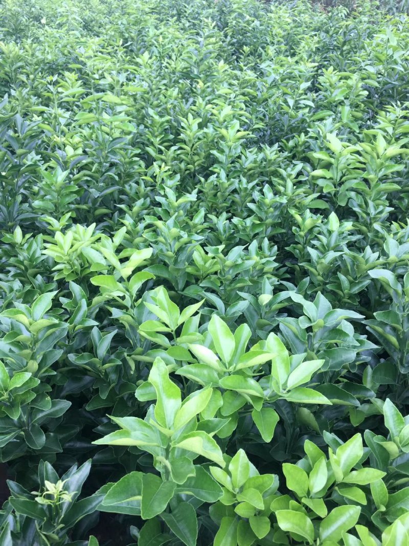 纽荷尔脐橙苗