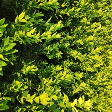 纽荷尔脐橙苗