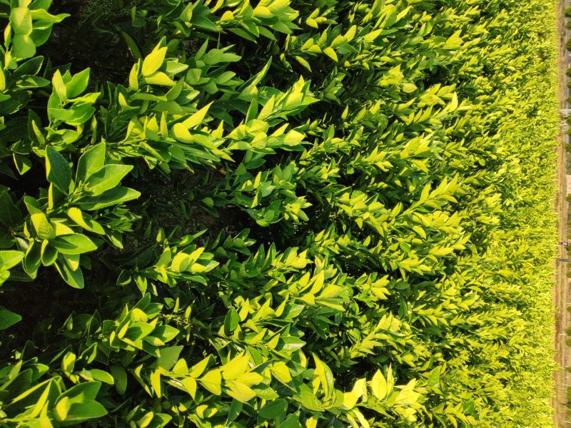 纽荷尔脐橙苗