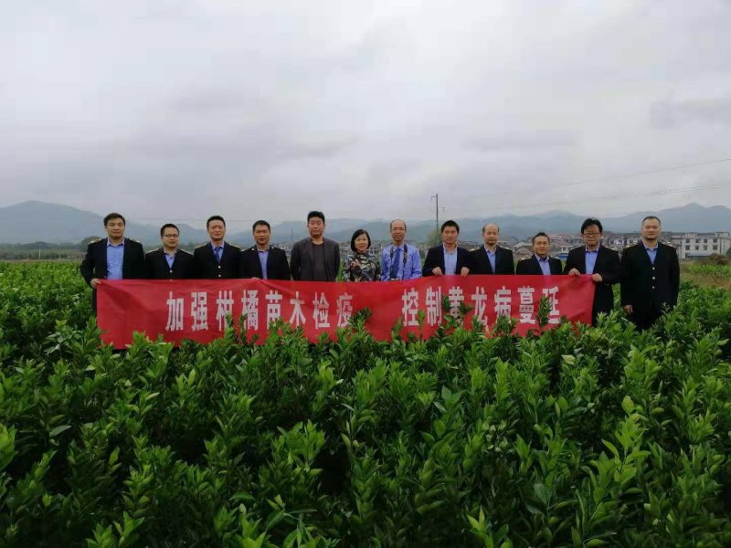 纽荷尔脐橙苗