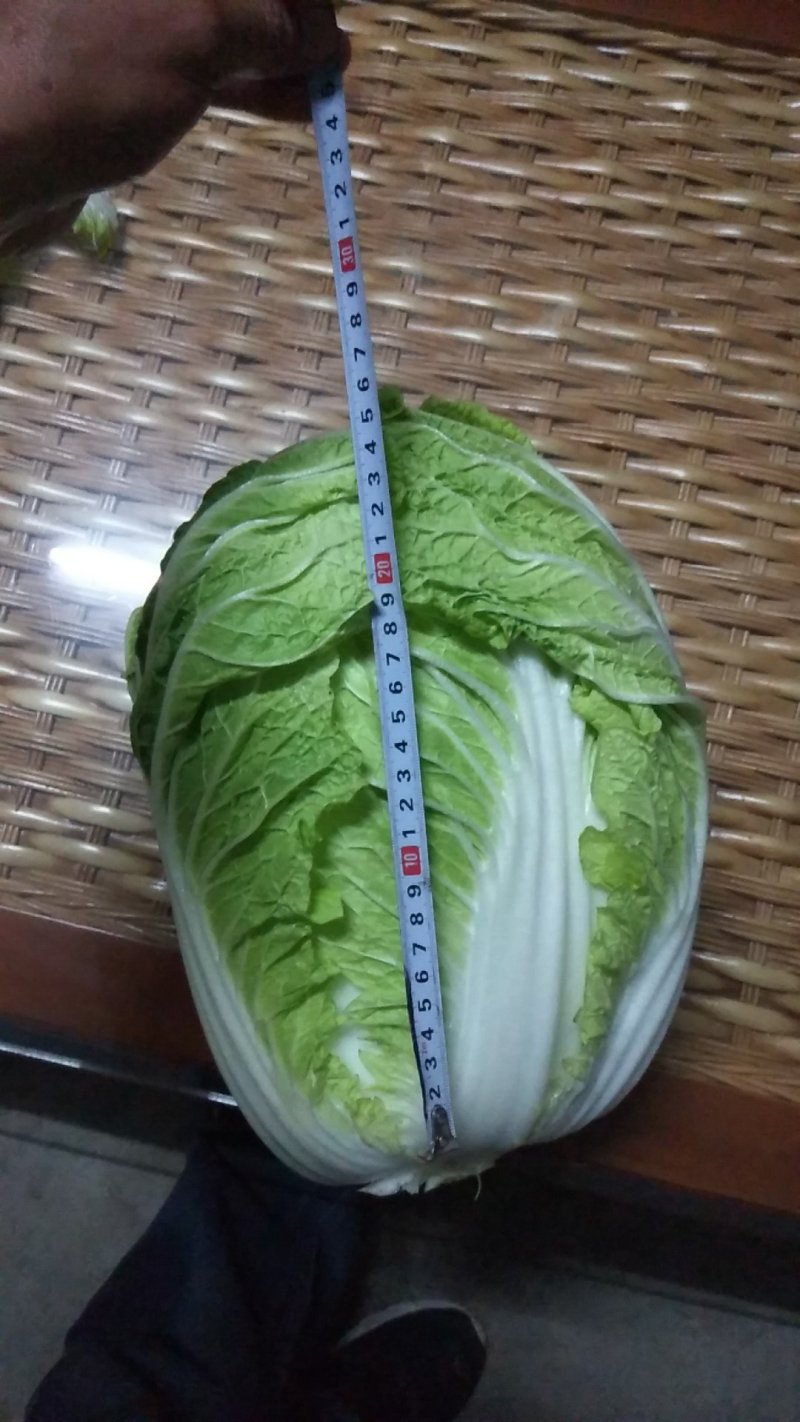 供应优质大白菜