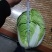 供应优质大白菜
