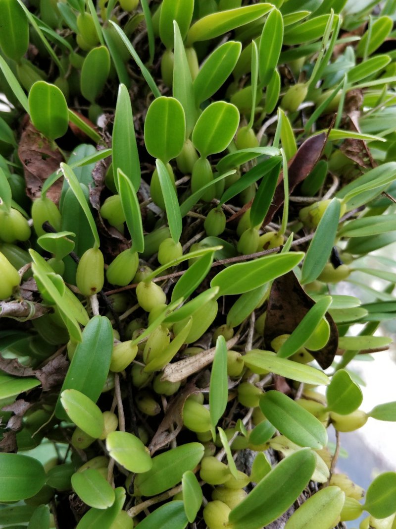 石橄榄