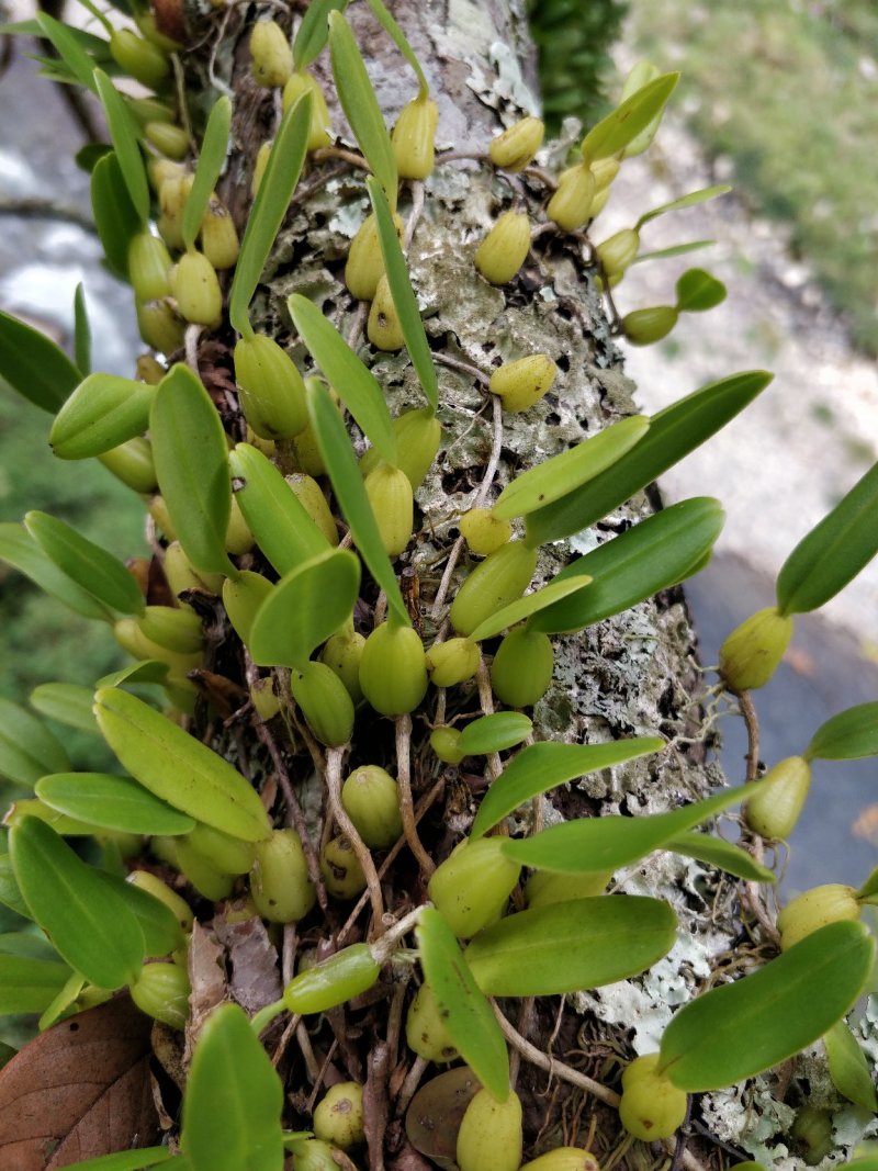 石橄榄
