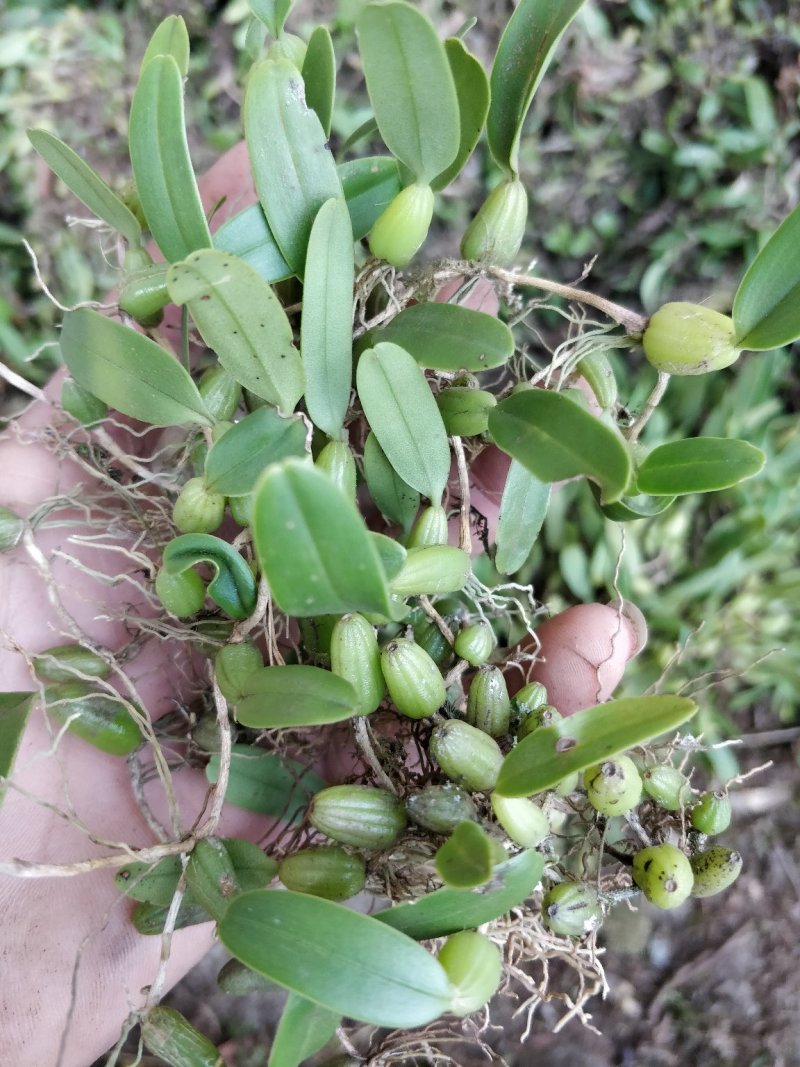 石橄榄