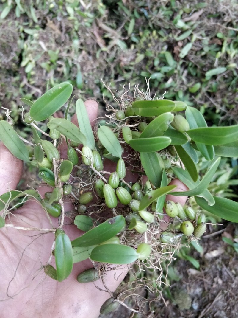 石橄榄