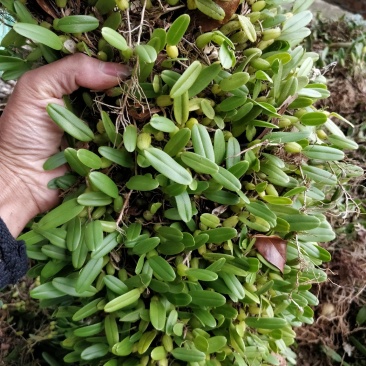 石橄榄