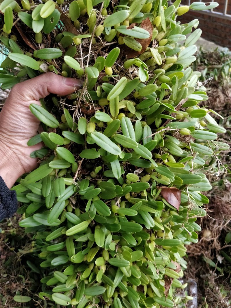 石橄榄