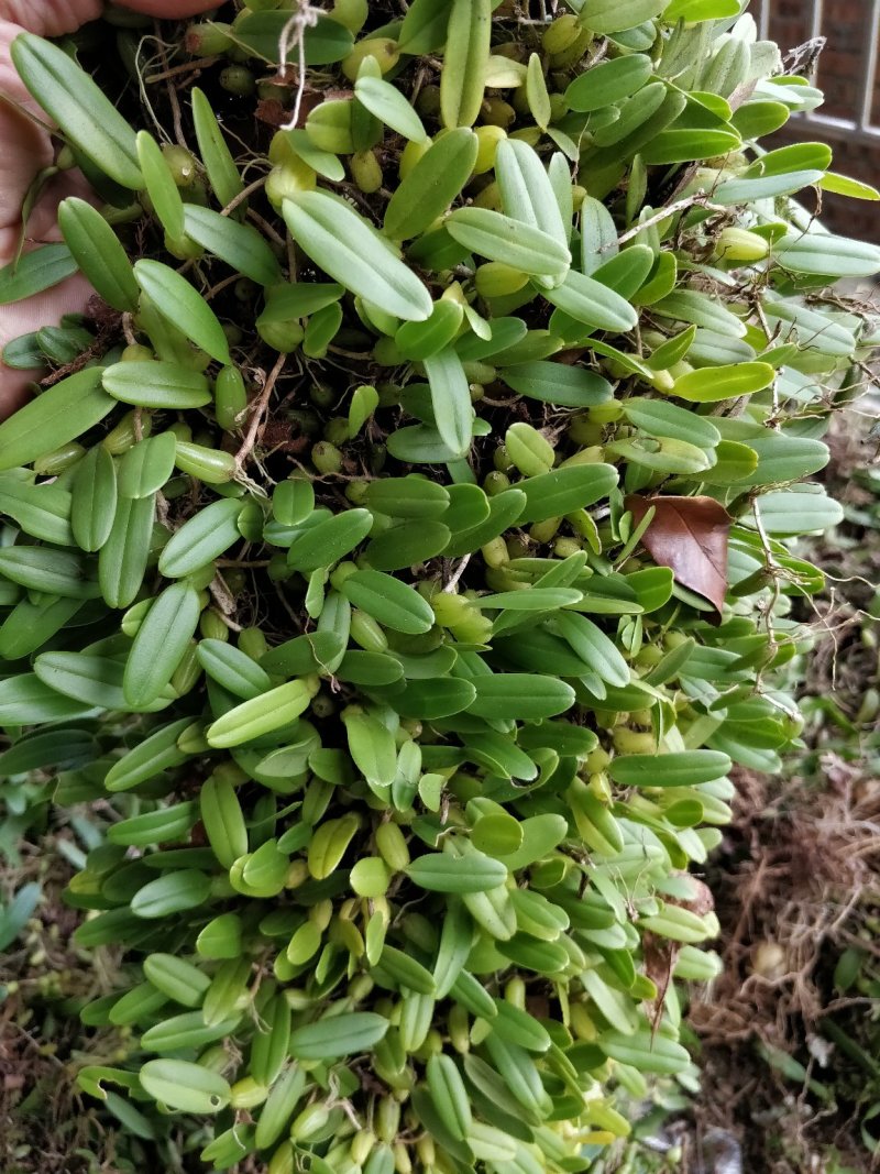 石橄榄